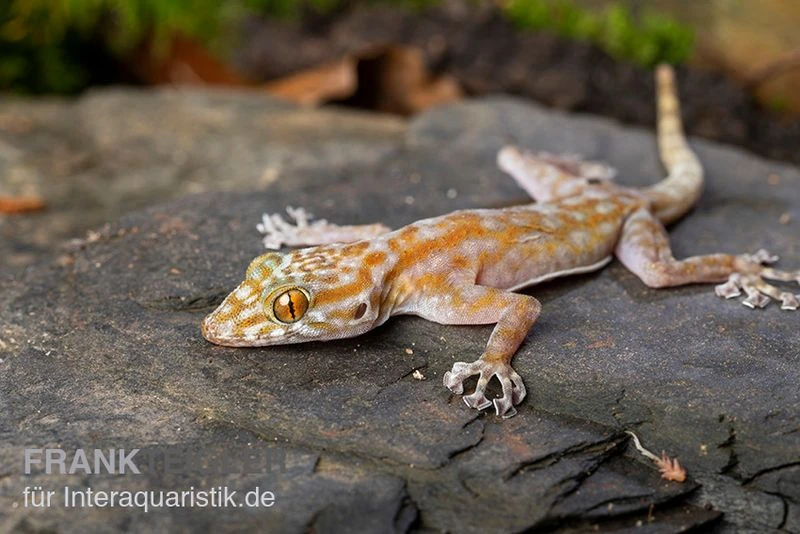 Fächerfingergecko, Ptyodactylus Ragazzi 2 Fächerfingergecko, Ptyodactylus Ragazzi – Bild 2