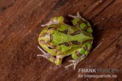 Fantasy Pacman Frog Grün, Ceratophrys Cornuta X Ceratophrys Cranwelli -Huisdierbenodigdheden Serie Fantasy Pacman Frog gruen C cornuta x C cranwelli 03