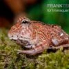 Fantasy Pacman Frog Rot, Ceratophrys Cornuta X Ceratophrys Cranwelli