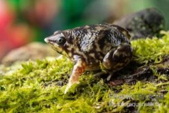 Ferkelfrosch, Hemisus Marmoratus -Huisdierbenodigdheden Serie Ferkelfrosch Hemisus marmoratus neu 3