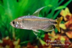 Flammenkongosalmler, Alestopetersius Nigropterus -Huisdierbenodigdheden Serie Flammenkongosalmler Alestopetersius nigropterus 2 1