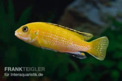 Goldener Fsh Perlosi, Fsh Perlosi Gold