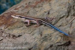 Fünfstreifenskink, Trachylepis Quinquetaeniata
