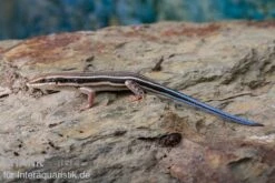 Fünfstreifenskink, Trachylepis Quinquetaeniata 11 Fünfstreifenskink, Trachylepis Quinquetaeniata -Huisdierbenodigdheden Serie Fuenfstreifenskink Trachylepis quinquetaeniata 3 neu jpg