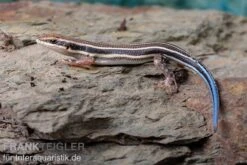Fünfstreifenskink, Trachylepis Quinquetaeniata 12 Fünfstreifenskink, Trachylepis Quinquetaeniata -Huisdierbenodigdheden Serie Fuenfstreifenskink Trachylepis quinquetaeniata 4 neu jpg