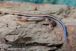 Fünfstreifenskink, Trachylepis Quinquetaeniata 13 Fünfstreifenskink, Trachylepis Quinquetaeniata -Huisdierbenodigdheden Serie Fuenfstreifenskink Trachylepis quinquetaeniata 5 neu jpg