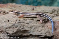 Fünfstreifenskink, Trachylepis Quinquetaeniata 14 Fünfstreifenskink, Trachylepis Quinquetaeniata -Huisdierbenodigdheden Serie Fuenfstreifenskink Trachylepis quinquetaeniata 6 neu jpg