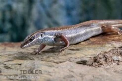 Fünfstreifenskink, Trachylepis Quinquetaeniata 15 Fünfstreifenskink, Trachylepis Quinquetaeniata -Huisdierbenodigdheden Serie Funfstreifenskink Trachylepis quinquetaeniata 2 1