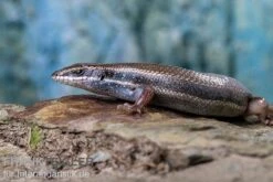 Fünfstreifenskink, Trachylepis Quinquetaeniata 16 Fünfstreifenskink, Trachylepis Quinquetaeniata -Huisdierbenodigdheden Serie Funfstreifenskink Trachylepis quinquetaeniata 2 2