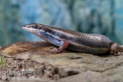 Fünfstreifenskink, Trachylepis Quinquetaeniata 17 Fünfstreifenskink, Trachylepis Quinquetaeniata -Huisdierbenodigdheden Serie Funfstreifenskink Trachylepis quinquetaeniata 2 3