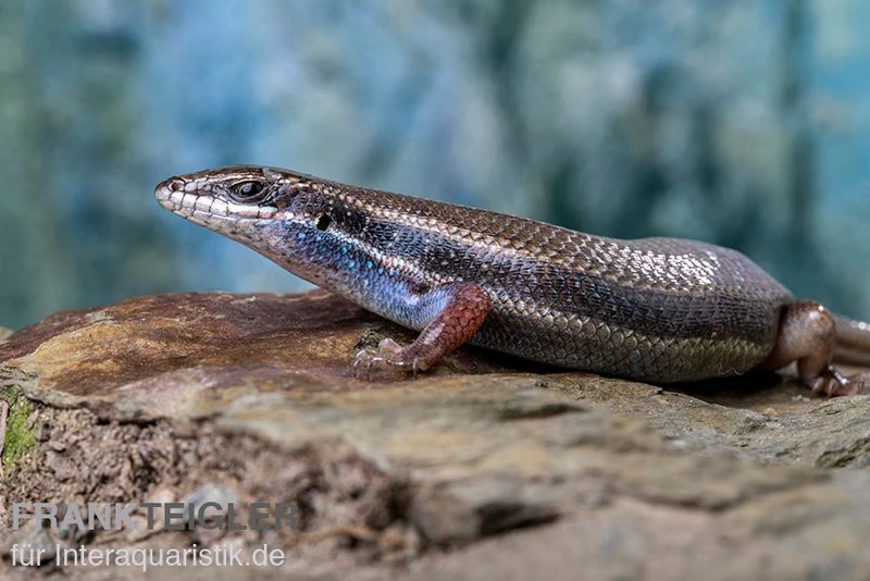 Fünfstreifenskink, Trachylepis Quinquetaeniata 9 Fünfstreifenskink, Trachylepis Quinquetaeniata – Bild 9