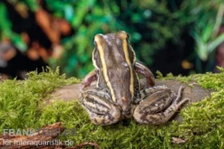 Galam Weißlippen-Frosch, Amnirana Galamensis -Huisdierbenodigdheden Serie Galam Weisslippen Frosch Amnirana galamensis 3