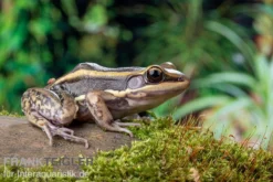 Galam Weißlippen-Frosch, Amnirana Galamensis -Huisdierbenodigdheden Serie Galam Weisslippen Frosch Amnirana galamensis 5