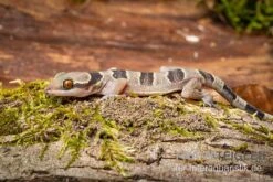 Gebänderter Blattzehengecko, Hemidactylus Fasciatus -Huisdierbenodigdheden Serie Gebaenderter Blattzehengecko Hemidactylus fasciatus 3