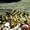 Gebänderter Zwergschilderwels, L038, Peckoltia Spec.