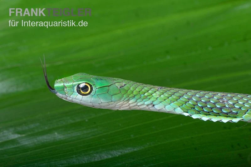 Gefleckte Strauchnatter, Philothamnus Punctatus 1 Gefleckte Strauchnatter, Philothamnus Punctatus