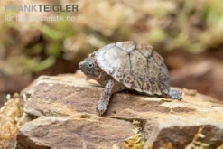 Gekielte Moschusschildkröte, Kinosternon Carinatum -Huisdierbenodigdheden Serie Gekielte Moschusschildkroete Kinosternon spec