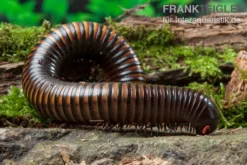 Gelbgebänderter Riesentausendfüßer, Pelmatojulus Ligulatus -Huisdierbenodigdheden Serie Gelbgebaenderter Riesentausendfuesser Pelmatojulus ligulatus 3