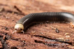 Gelbkopf Tausendfüßer, Spirobolus Sp. "Yellow Head" -Huisdierbenodigdheden Serie Gelbkopf Tausendfuesser Spirobolus sp Yellow Head 5