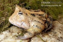 Gemalter Hornfrosch (red), Ceratophrys Cornuta -Huisdierbenodigdheden Serie Gemalter Hornfrosch Ceratophrys cornuta 1