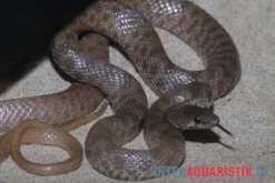 Geoffroy-Renner, Platyceps Florulentus -Huisdierbenodigdheden Serie Geoffroy Renner Platyceps florulentus 3