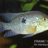 Perlmutt-Erdfresser, Geophagus Brasiliensis