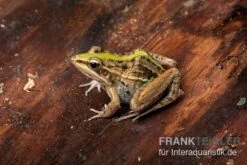 Gestreifter Grasfrosch, Ptychadena Porosissima -Huisdierbenodigdheden Serie Gestreifter Grasfrosch Ptychadena porosissima 3