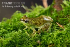 Getupfter Riedfrosch, Hyperolius Guttulatus -Huisdierbenodigdheden Serie Getupfter Riedfrosch Hyperolius guttulatus 4