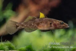 Towuti-Gelbflossengrundel, Glossogobius Flavipinnis -Huisdierbenodigdheden Serie Glossogobius flavipinnis 5