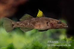 Towuti-Gelbflossengrundel, Glossogobius Flavipinnis -Huisdierbenodigdheden Serie Glossogobius flavipinnis 6