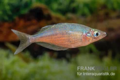 Gidomen-Regenbogenfisch, Glossolepis Spec. Gidomen, 5 Tiere -Huisdierbenodigdheden Serie Glossolepis Spec Gidomen