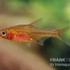 Glowlight-Rasbora, Sundadanio Retiarius (Minifisch), 5 Stück