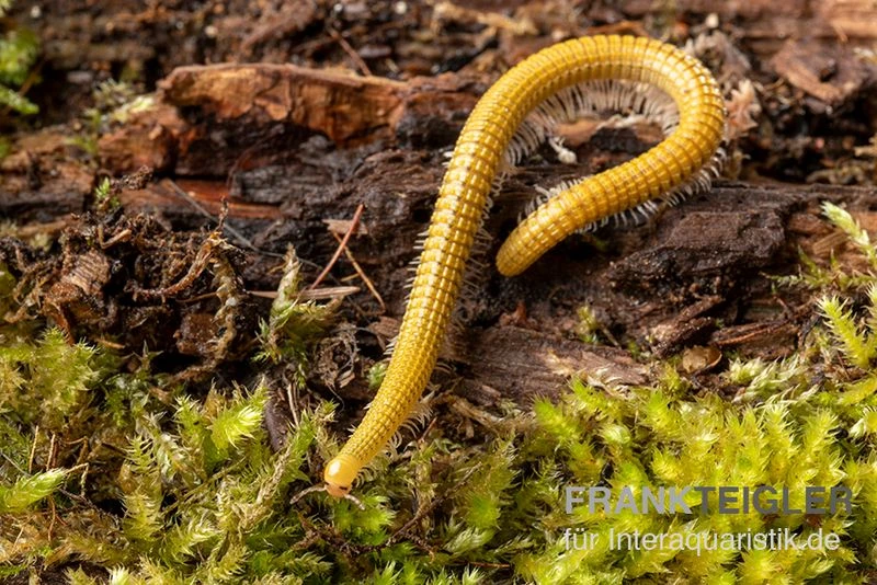 Golden-Cave-Tausendfüßer, Spiroboulus Sp. “Golden Cave” 2 Golden-Cave-Tausendfüßer, Spiroboulus Sp. “Golden Cave” – Bild 2