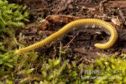 Golden-Cave-Tausendfüßer, Spiroboulus Sp. “Golden Cave” 5 Golden-Cave-Tausendfüßer, Spiroboulus Sp. “Golden Cave” -Huisdierbenodigdheden Serie Golden Cave Tausendfuesser Spirobolus sp Golden Cave 3