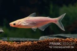 Haiwels Gold, Pangasius Sutchi -Huisdierbenodigdheden Serie Goldener Haiwels Pangasius gold 2