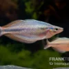 Goldie-Fluss-Regenbogenfisch, Melanotaenia Goldiei, 5 Tiere