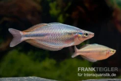 Goldie-Fluss-Regenbogenfisch, Melanotaenia Goldiei, 5 Tiere