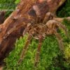 Goliath-Vogelspinne, Theraphosa Stirmi