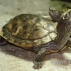 Mississippi Höckerschildkröte, Graptemys Kohnii FZ