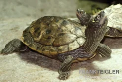 Mississippi Höckerschildkröte, Graptemys Kohnii FZ
