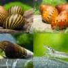 Bundle Große Putz-Truppe: 5 X Rennschnecke + 2 X Tylomelania + 6  X Amanogarnele