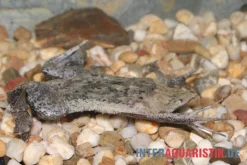 Große Wabenkröte, Pipa Pipa -Huisdierbenodigdheden Serie Grosse Wabenkroete Pipa pipa 3