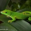 Grosser Madagaskar Taggecko, Phelsuma Mad. Grandis DNZ