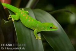 Grosser Madagaskar Taggecko, Phelsuma Mad. Grandis DNZ -Huisdierbenodigdheden Serie Grosser Madagaskar Taggecko Phelsuma madagacariensis grandis 3