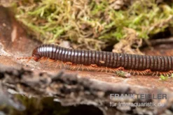 Grün Gestreifter Rotfuß-Milipede, Spirostreptus Sp. Red Legged Nigeria