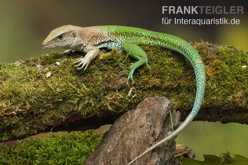 Grüne Ameive, Ameiva Ameiva 1 Grüne Ameive, Ameiva Ameiva