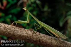 Grüne Fangheuschrecke, Green Mantis, Hierodula Patellifera 9 Grüne Fangheuschrecke, Green Mantis, Hierodula Patellifera -Huisdierbenodigdheden Serie Gruene Fangheuschrecke Green Mantis Hierodula patellifera 4 jpg