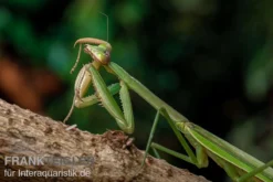 Grüne Fangheuschrecke, Green Mantis, Hierodula Patellifera 10 Grüne Fangheuschrecke, Green Mantis, Hierodula Patellifera -Huisdierbenodigdheden Serie Gruene Fangheuschrecke Green Mantis Hierodula patellifera 5 jpg
