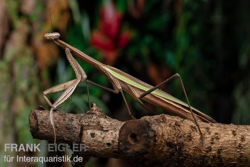 Grüne Fangheuschrecke, Green Mantis, Hierodula Patellifera 6 Grüne Fangheuschrecke, Green Mantis, Hierodula Patellifera – Bild 6