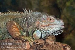 Grüner Leguan, Iguana Iguana -Huisdierbenodigdheden Serie Gruener Leguan Iguana iguana 3